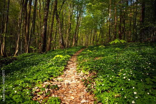 Fototapeta Naklejka Na Ścianę i Meble -  Path way in blossoming spring forest, nature background