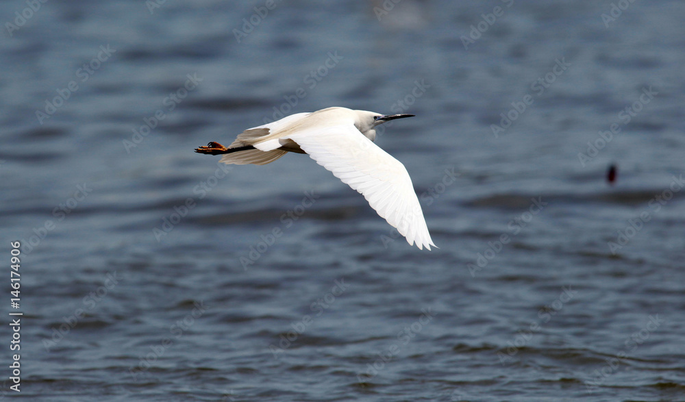 The little egret (Egretta garzetta) flying over the River Danube at Zemun in the Belgrade Serbia.