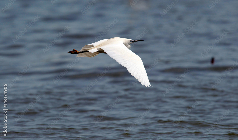 The little egret (Egretta garzetta) flying over the River Danube at Zemun in the Belgrade Serbia. The little egret (Egretta garzetta) flying over the River Danube at Zemun in the Belgrade Serbia.