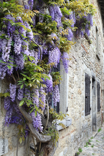 Blooming wisteria on the street of French village