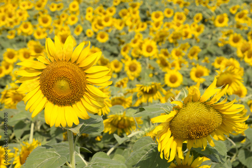 Big field of the blossoming sunflowers lit with the bright summer sun.