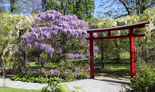 Blooming blue and white wisteria in the Japanese garden