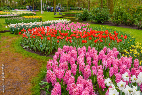 Fresh early spring pink, purple, white hyacinth bulbs. Flowerbed with hyacinths in Keukenhof park, Lisse, Holland, Netherlands photo