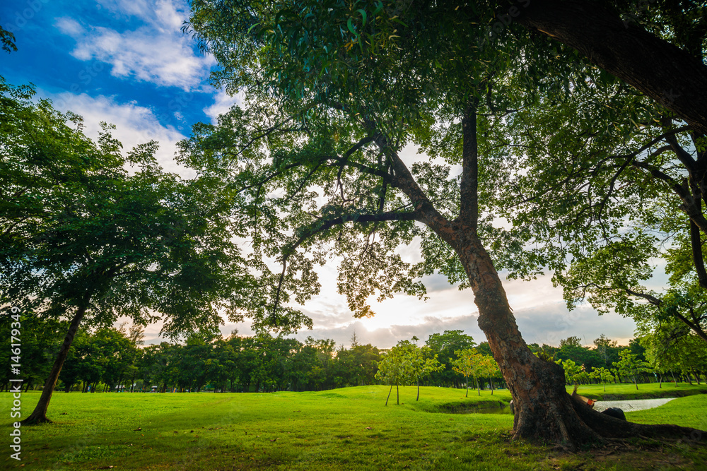 Tree in public park with green grass meadow Tree in public park with green grass meadow