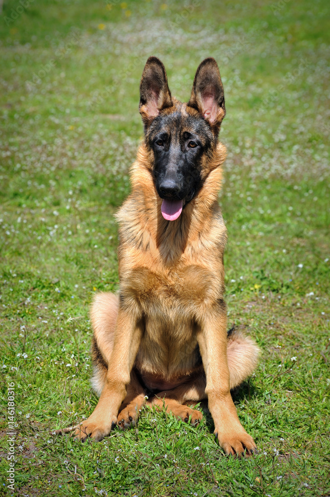 German shepherd dog sitting isolated on grass German shepherd dog sitting isolated on grass