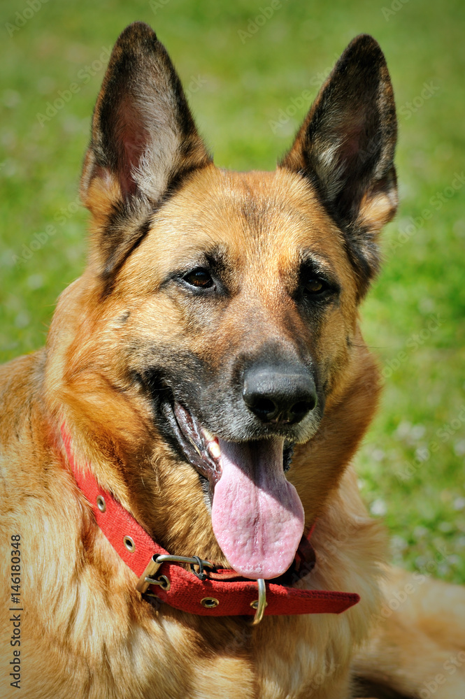 German shepherd dog sitting on grass background