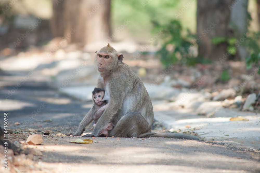 Fototapeta premium 可愛いサル