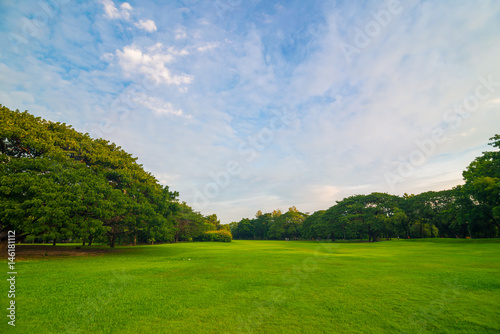Green meadow with tree in central public park