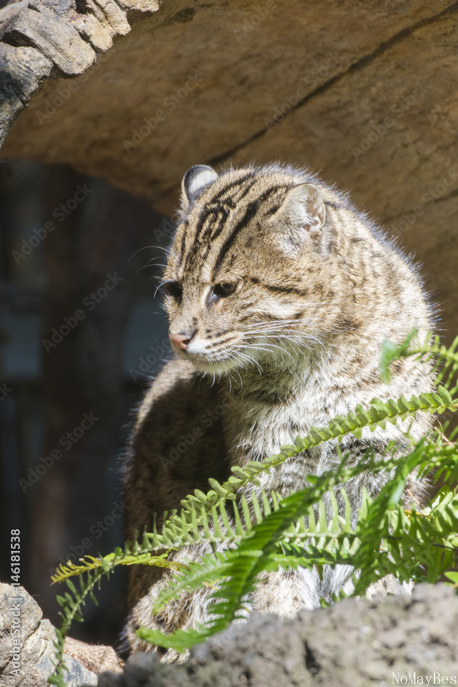 bob cat bob cat