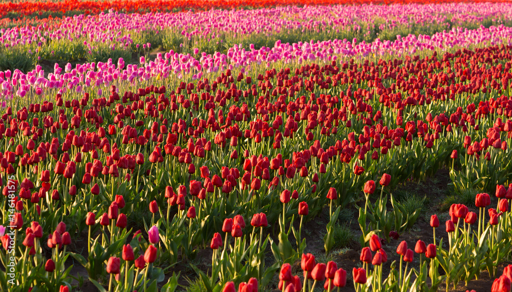 Tulip Fields red/pink