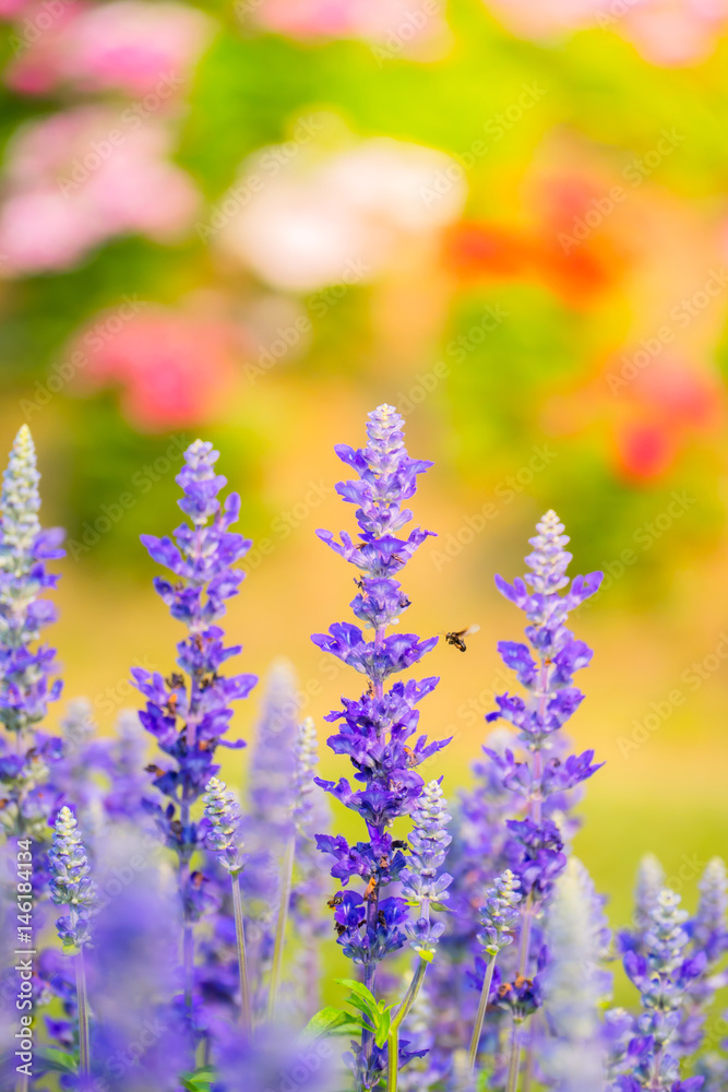 The background image of the colorful flowers The background image of the colorful flowers