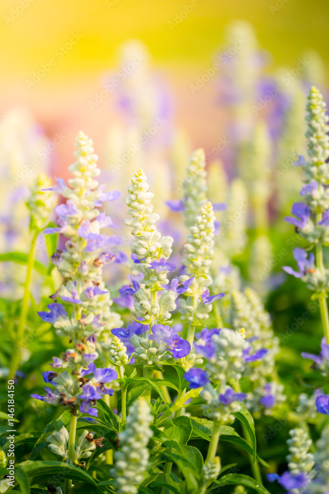 Obraz premium The background image of the colorful flowers