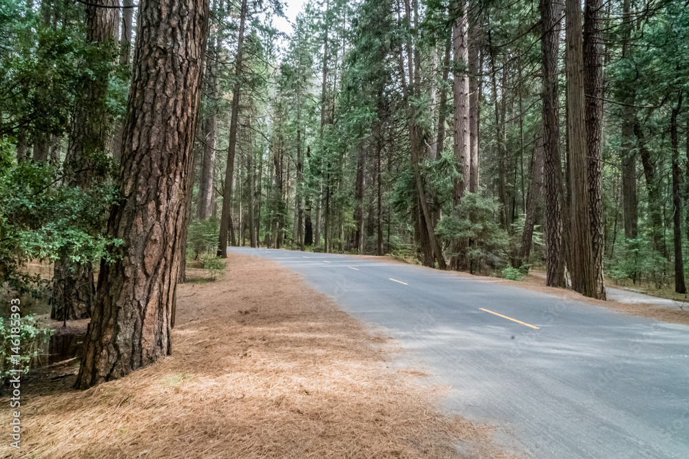 Fototapeta premium Quiet road through the forest