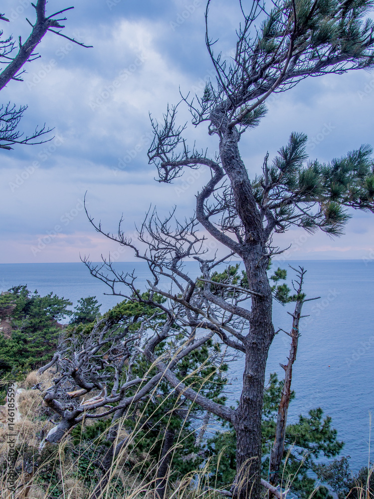 Obraz premium 西伊豆黄金崎の風景