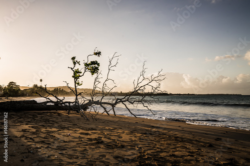 Tree Tipps over on Beach in Puerto Rico