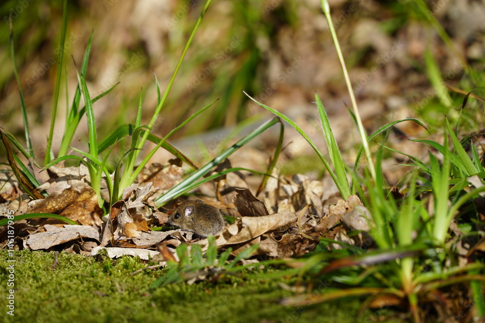 Wood mouse Wood mouse