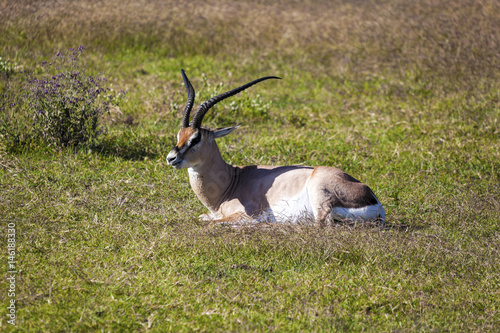 Thomson's gazelle (Gazella thomsonii). Animalin the wild  photo