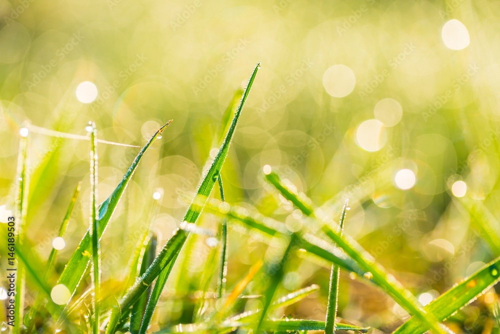 Fototapeta premium Blurry morning grass macro.