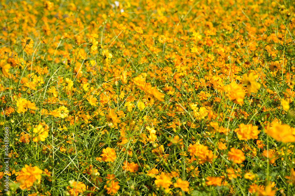 Obraz premium Cosmos flowers field
