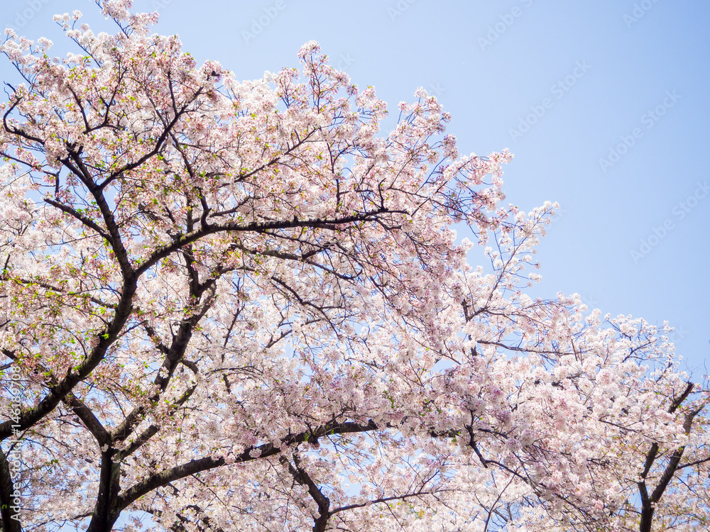 Beautiful cherry blossom sakura in spring time in Osaka castle park against blue sky