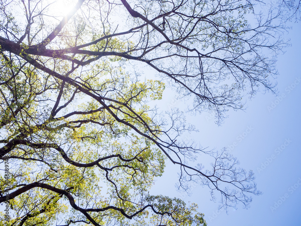 Tree branch against blue sky for background Tree branch against blue sky for background