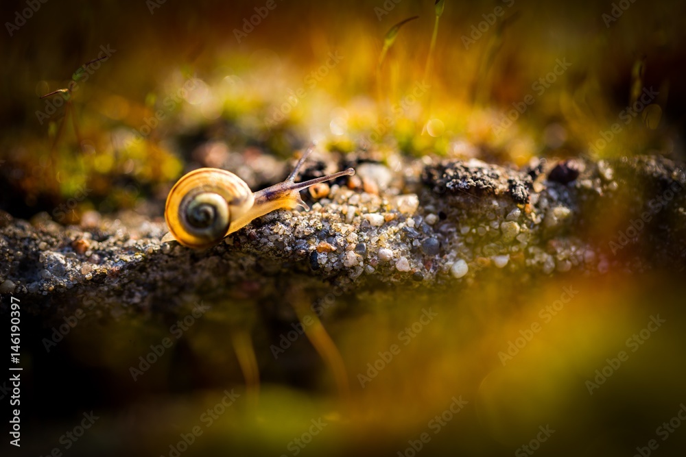 Macro of small snail crawling in blooming moss