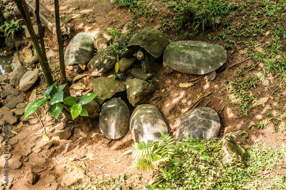A group of turtle take shelter under the tree photo taken in Jakarta Indonesia A group of turtle take shelter under the tree photo taken in Jakarta Indonesia