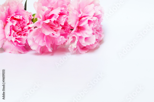 Pink carnation flower on white background