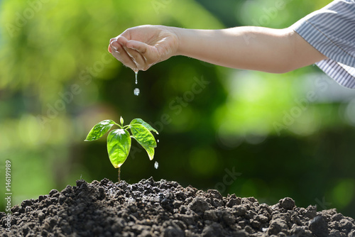 Children's hand watering a young plant