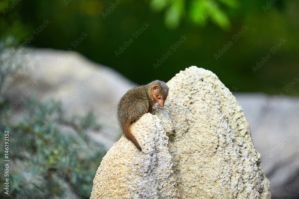 Obraz premium Dwarf Mongoose. Pygmy Mongoose