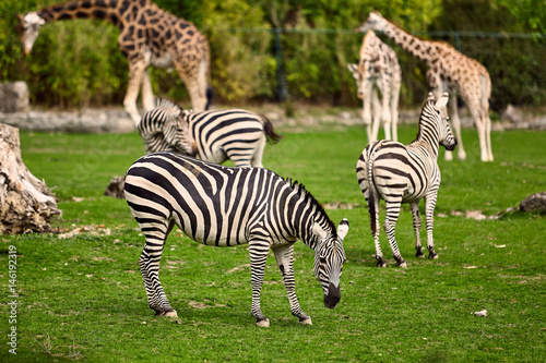giraffe and zebra  in a wildlife park