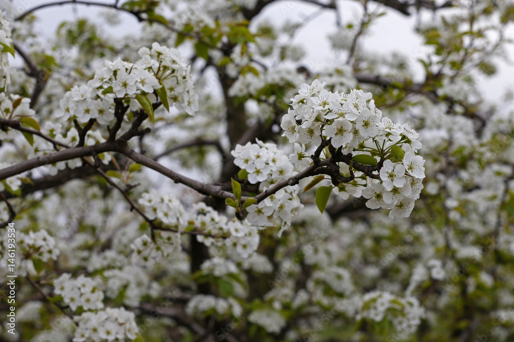 Pear flower Pear flower