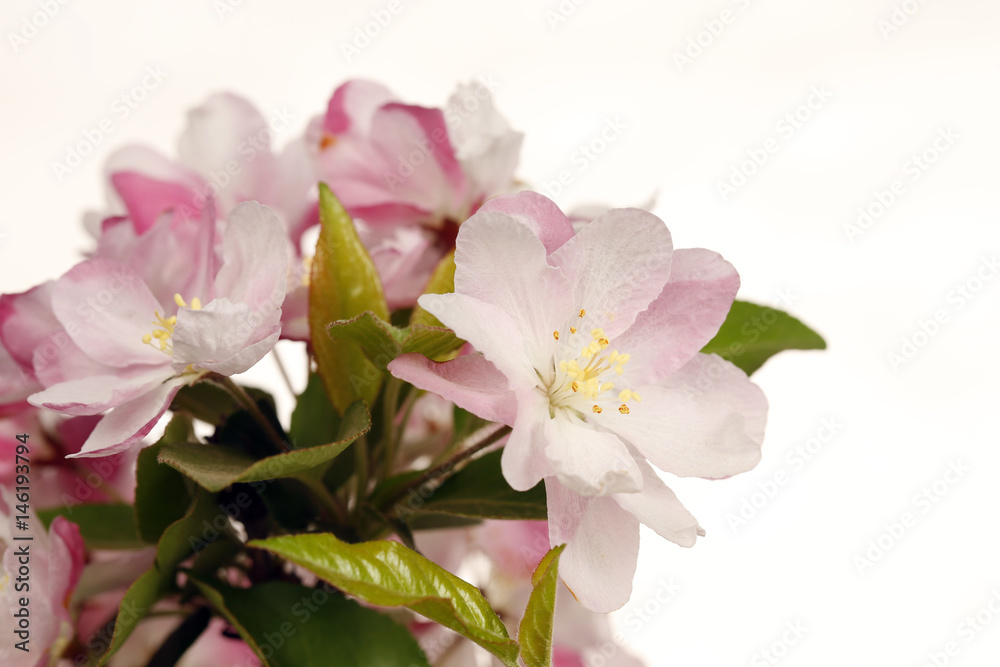 Chinese flowering crab-apple blooming