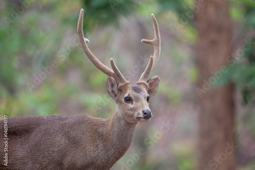 Deer free in zoo  Thailand