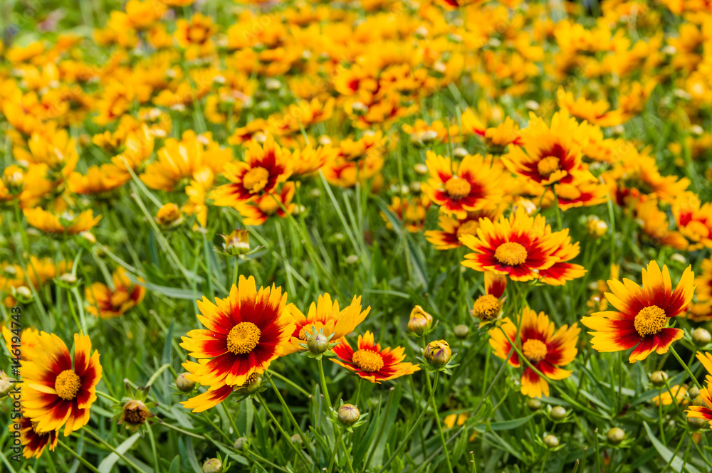 Meadow of yellow and red dasies Meadow of yellow and red dasies