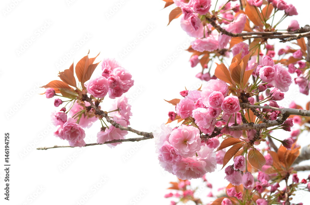 八重桜 八重桜