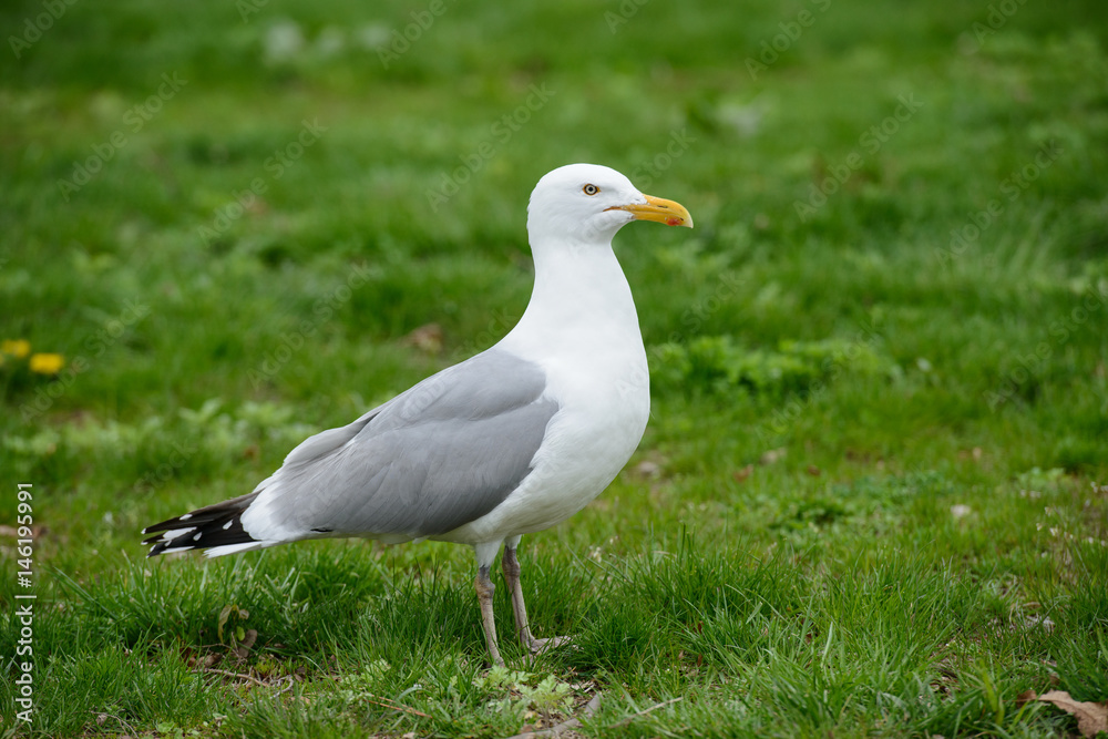 Seagull bird standing on green grass. Side view.