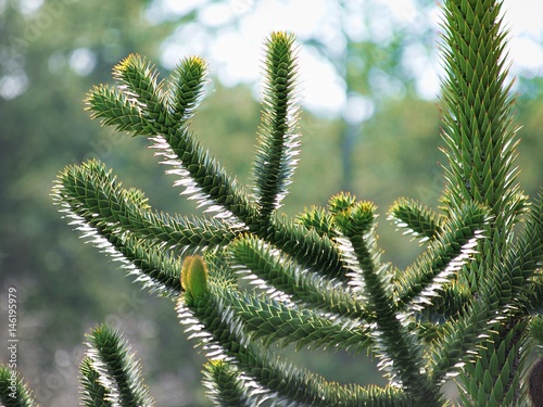 Monkey puzzle tree (Araucaria araucana) close-up
