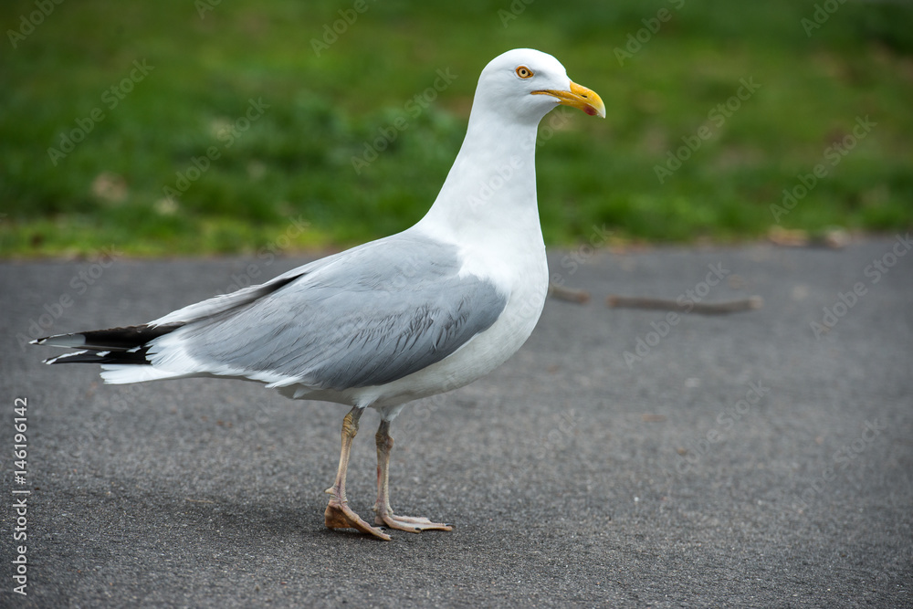 Seagull bird walking on asphalt road outdoors Seagull bird walking on asphalt road outdoors