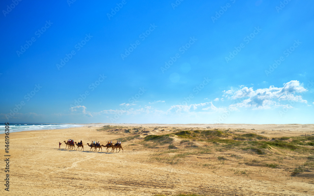 Camel Ride at Sandy beach of Port Stephen Australia