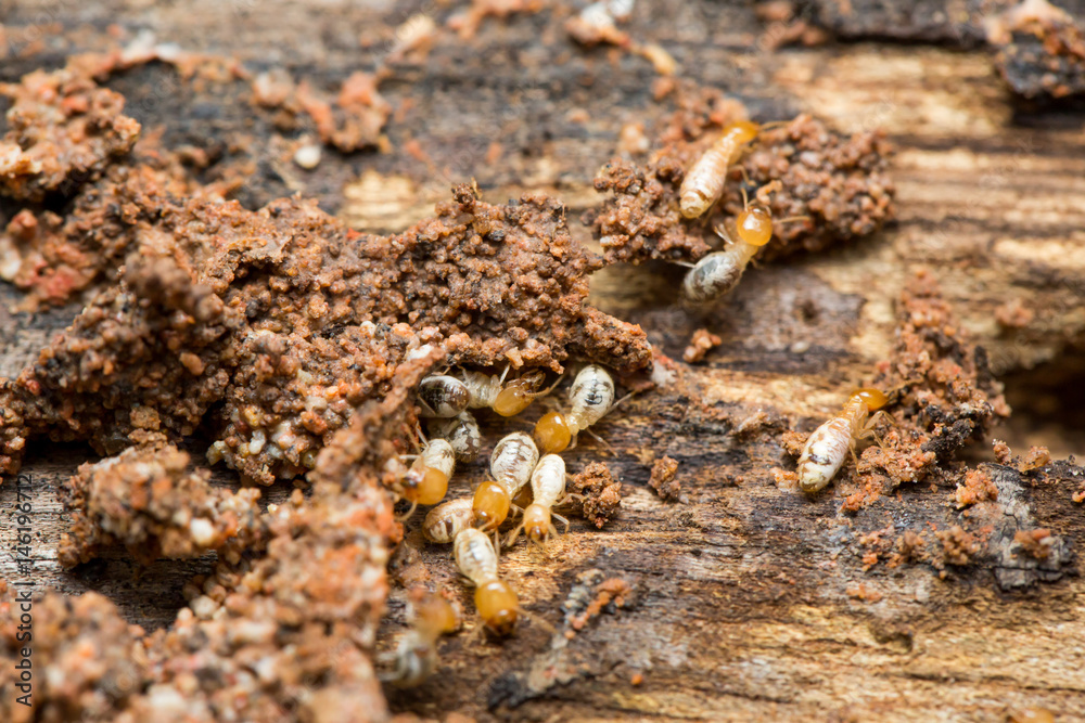 Close up termites or white ants