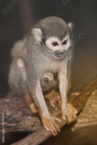 Amazing family of squirrel monkeys with a baby breastfeeding on it's mom's belly. © topten22photo