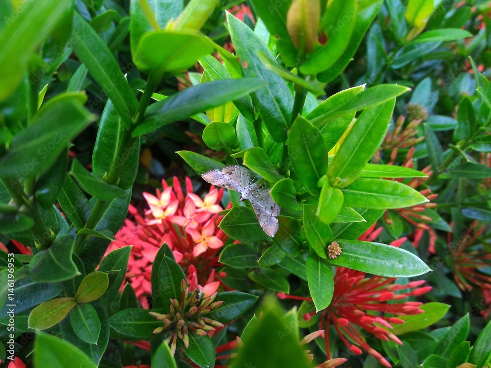 Obraz premium Butterfly