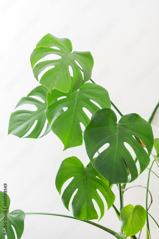 monstera plant