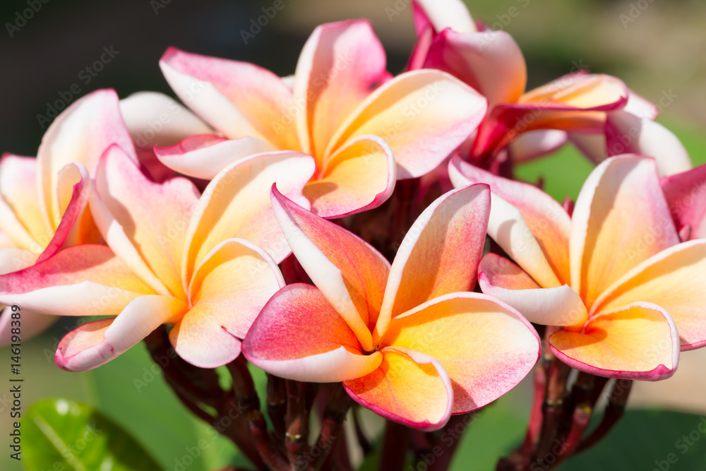 Beautiful pink frangipani flowers Beautiful pink frangipani flowers