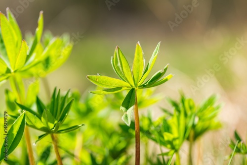 Young lupinus leaves macro