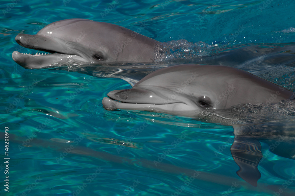 Fototapeta premium Queue de Dauphins 