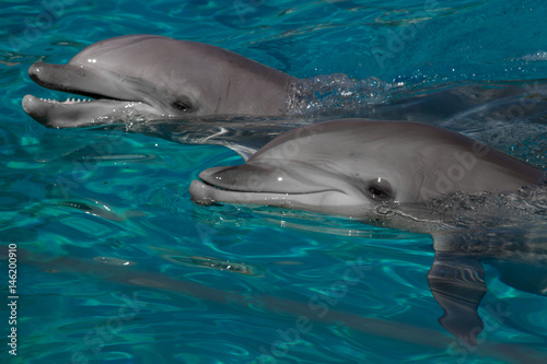 Queue de Dauphins 