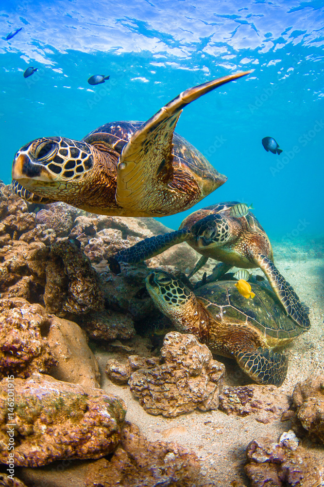 Fototapeta premium Endangered Hawaiian Green Sea Turtle cruising in the warm waters of the Pacific Ocean in Hawaii