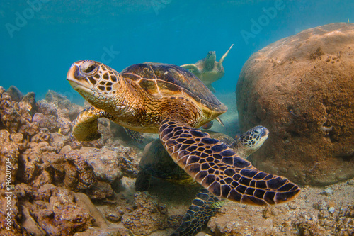 Endangered Hawaiian Green Sea Turtle cruising in the warm waters of the Pacific Ocean in Hawaii